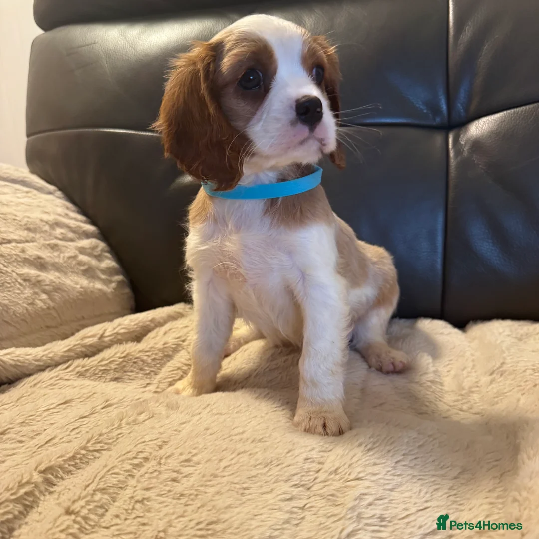 Cavalier King Charles Spaniel dogs for sale: Stunning cavalier King Charles puppies for sale - Advert 2