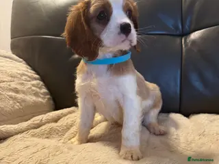 Cavalier King Charles Spaniel dogs Stunning cavalier King Charles puppies for sale - Advert 6
