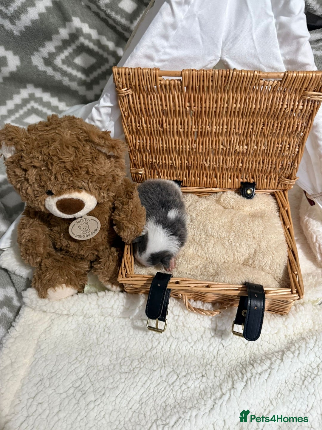 Pomeranian dogs for sale: Kc rainbow 🌈 Pomeranians  - Advert 2