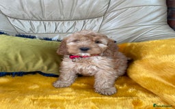 Cockapoo dogs for sale: F1 Cockapoo boys and girls - Image 4
