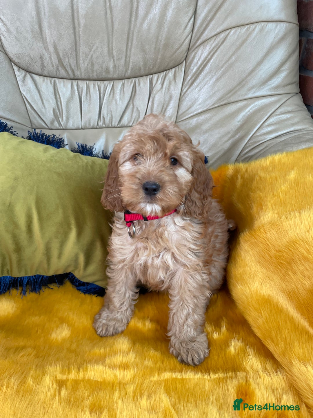 Cockapoo dogs for sale: F1 Cockapoo boys and girls - Image 4