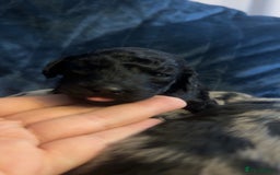 Labradoodle dogs for sale: *ONLY 2 LEFT*, ready to leave 31st oct!! - Image 19
