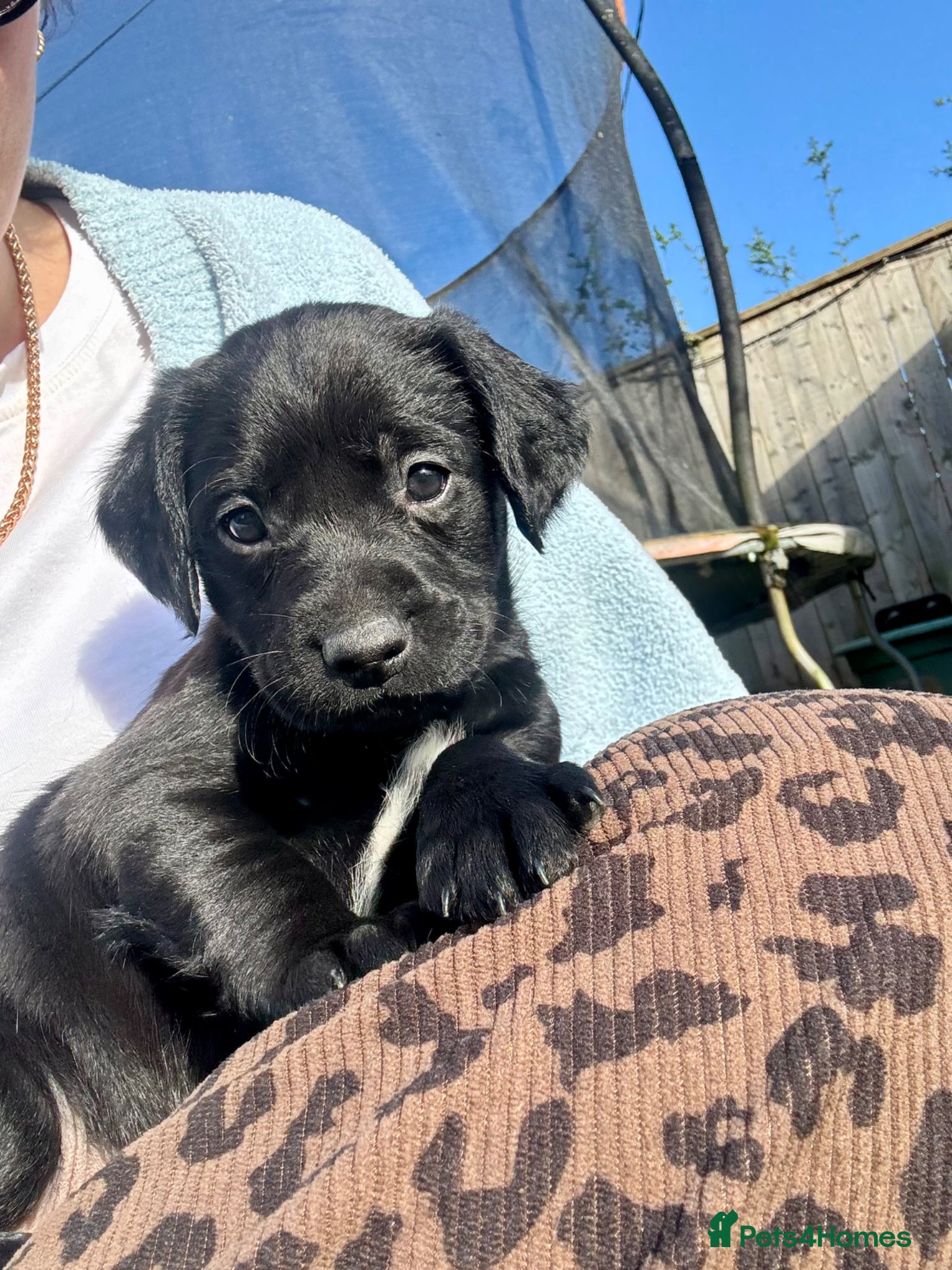 Springador dogs F1 Springador Puppies - Advert 1