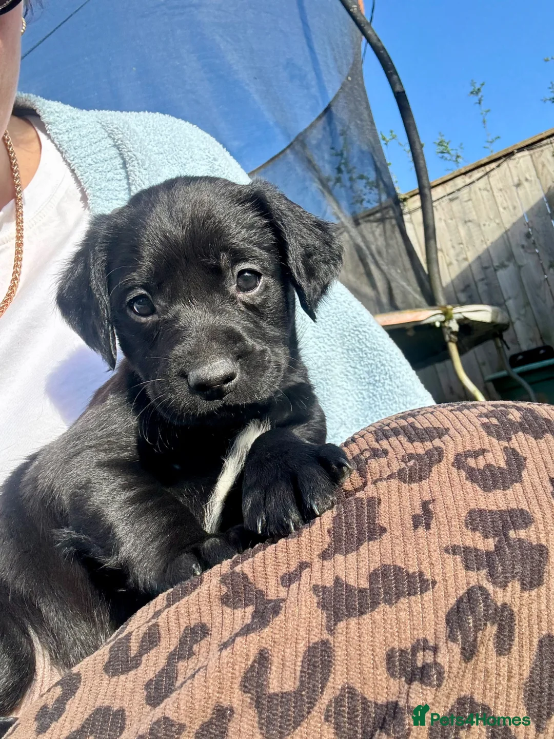 Springador dogs for sale: F1 Springador Puppies - Advert 1