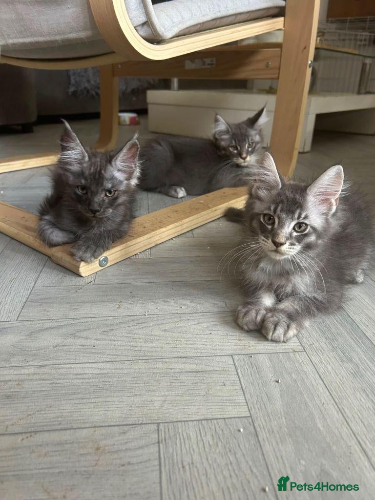 Maine Coon cats  Adorable Maine Coon Kittens for Sale  - Advert 1