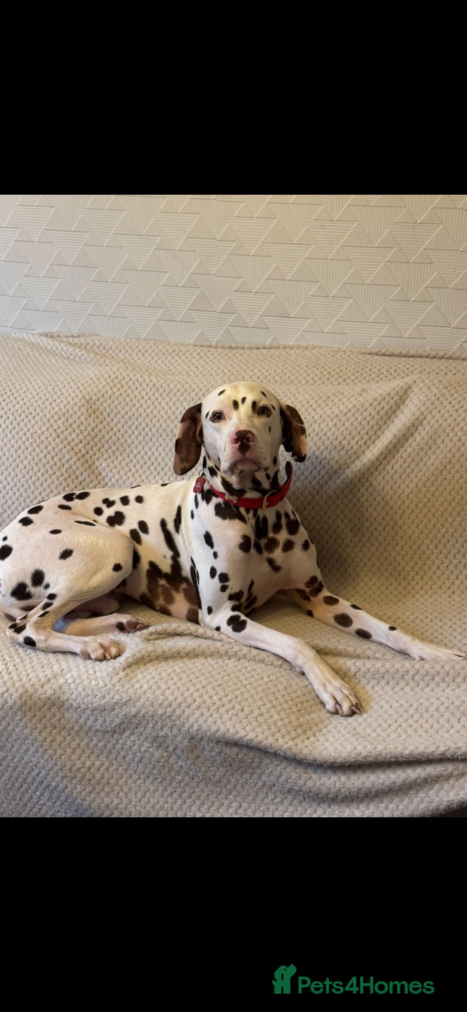 Dalmatian dogs Oreo  - Advert 3