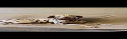 Dalmatian dogs for sale: Oreo  in Glasgow - Advert 1
