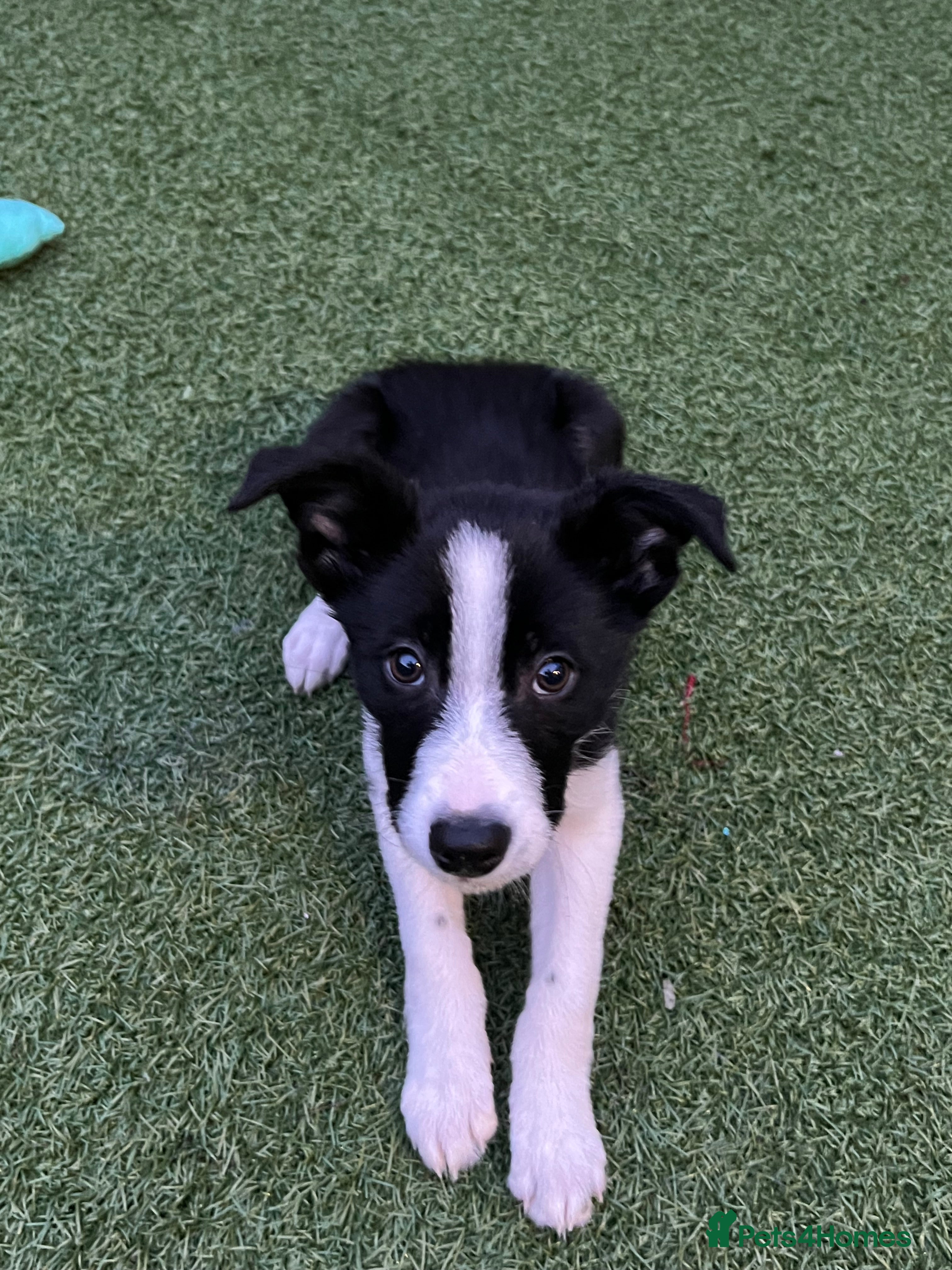 Border Collie dogs Female 12 weeks border collie  - Advert 2