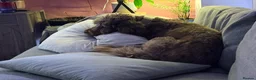 Australian Labradoodle dogs for sale: Multigenerational Australian labradoodles  - Advert 29