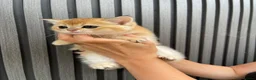 Scottish Fold cats for sale: SCOTTISH FOLD GOLDEN CHINCHILLA NY11-NY12 KITTENS. in Basildon - Advert 13