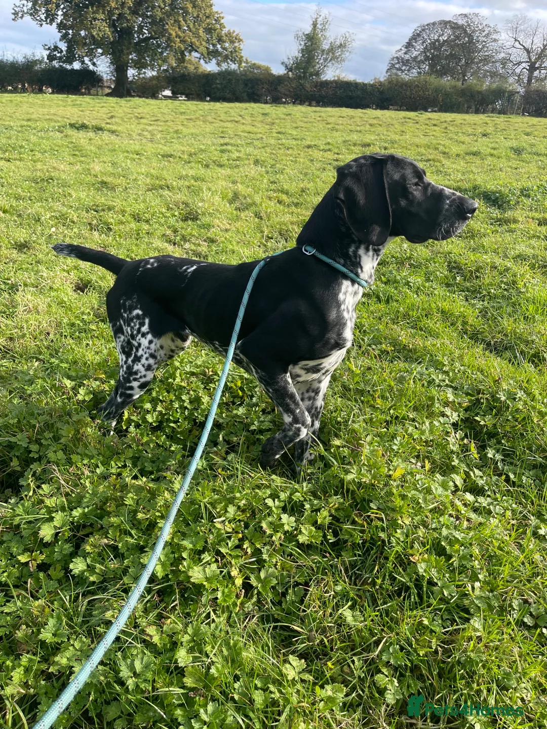 German Shorthaired Pointer dogs for sale: German shorthaired pointer in Oswestry - Advert 2