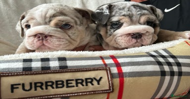 English Bulldog dogs in South Ockendon - Advert 13