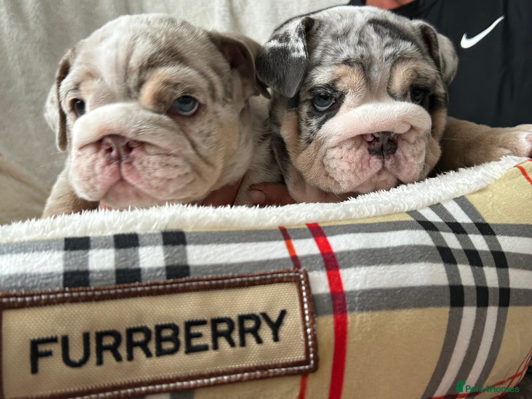 English Bulldog dogs for sale: LAST BOY ENGLISH BULLDOG PUP in South Ockendon - Image 4