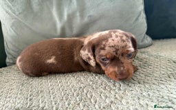 Miniature Dachshund dogs for sale: Mini Dachshund puppies   - Image 8