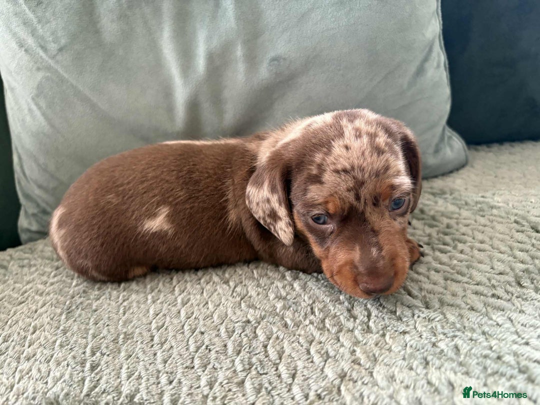 Miniature Dachshund dogs for sale: Mini Dachshund puppies   - Image 8