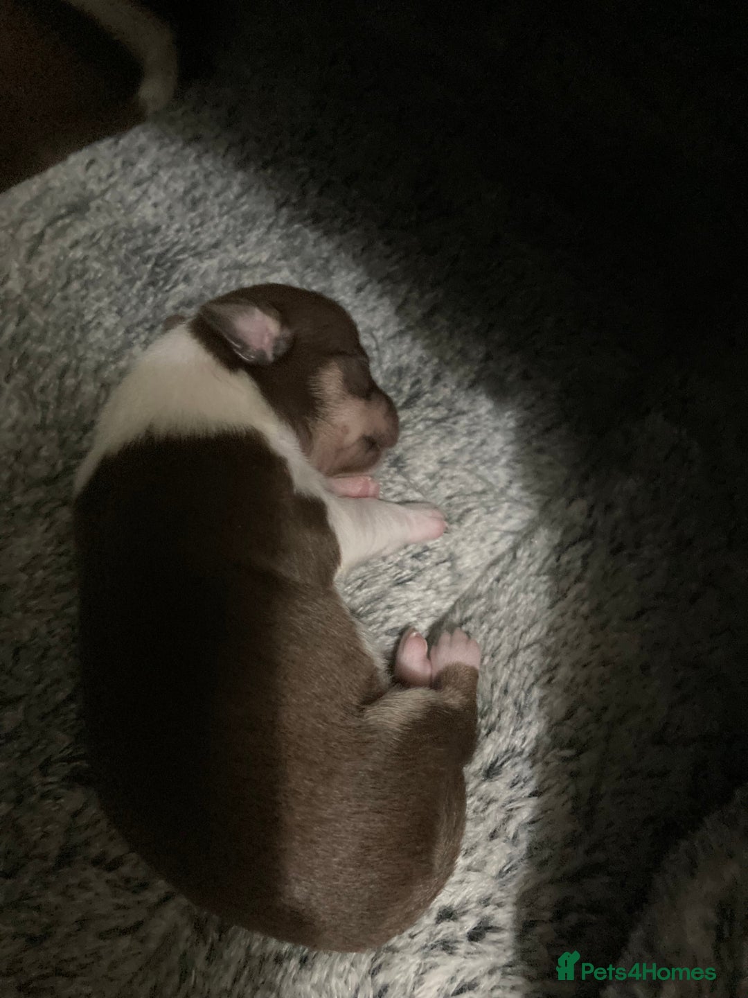 Chihuahua dogs for sale: 4 chihuahua  **  babys - Advert 3