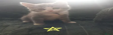 Mixed Breed Kitten 2