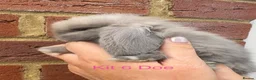 Mini Lop rabbits for sale: Purebred Mini Lops - Advert 13