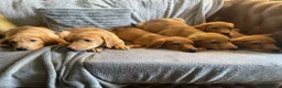 Labrador Retriever dogs for sale: Extensively health tested  Red Labrador puppies  - Advert 3
