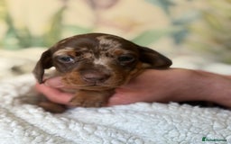 Miniature Dachshund dogs for sale: 3 boys and 1 girl  - Image 8