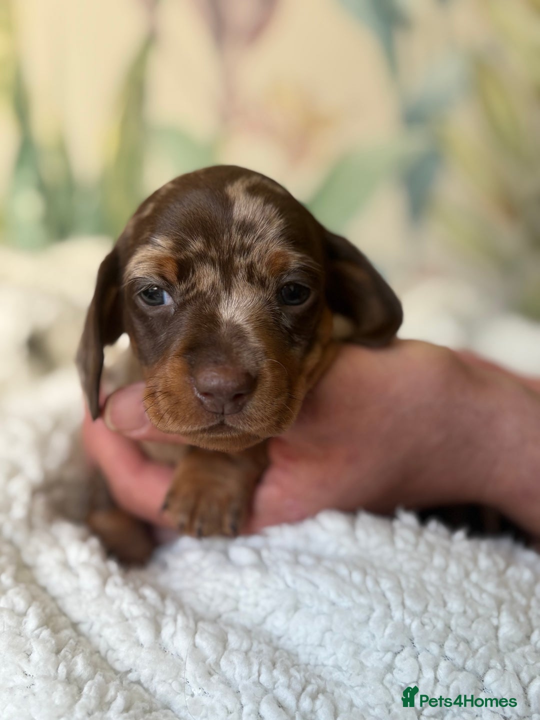Miniature Dachshund dogs for sale: 3 boys and 1 girl  - Image 8