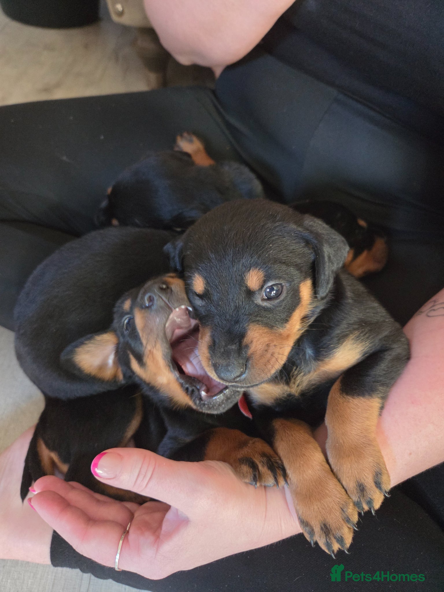 Dobermann dogs 1 girl,2 boys left!! Dobermann x Rottweiler) - Advert 6