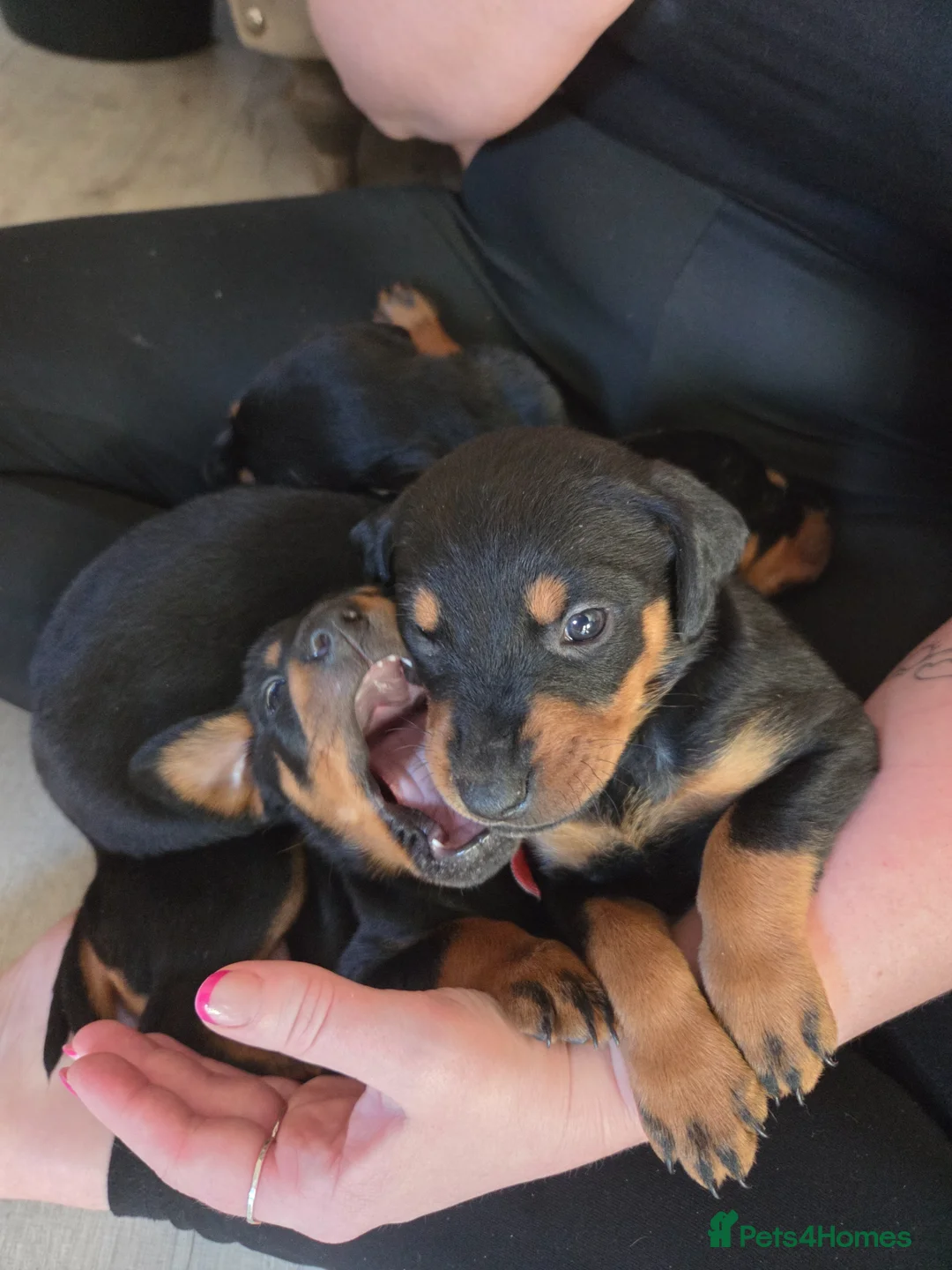 Dobermann dogs for sale: 1 girl,2 boys left!! Dobermann x Rottweiler) - Advert 1