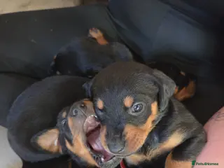 Dobermann dogs 1 girl,2 boys left!! Dobermann x Rottweiler) - Advert 6