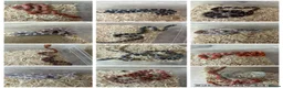 Corn Snake reptiles for sale: Various Morphed Cornsnake babies - Advert 4