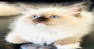 Ragdoll cats - Advert 5