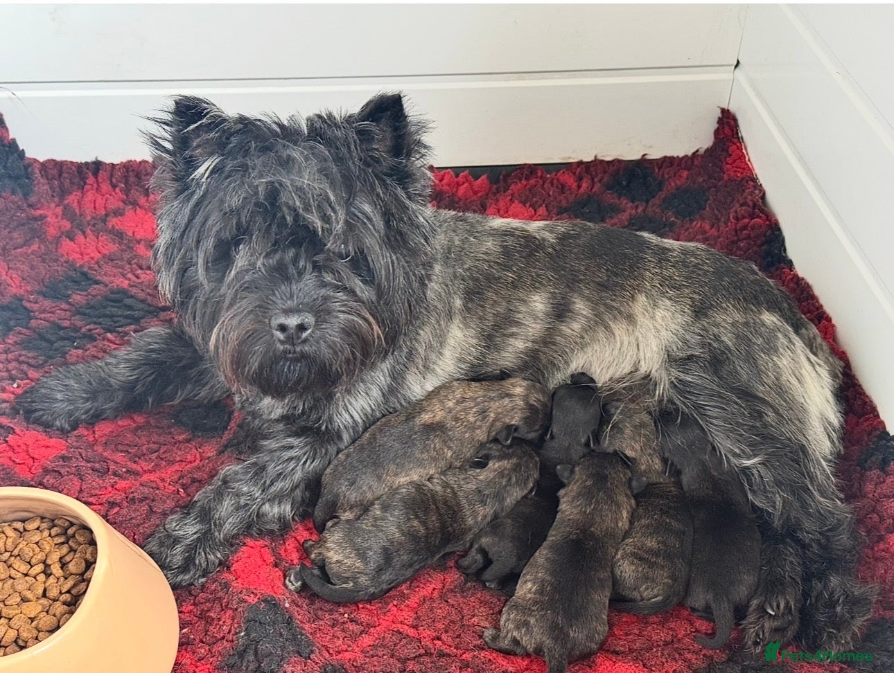 Cairn Terrier dogs KC reg pups off Health Tested lines, avail 1st Aug - Advert 7