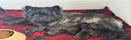 Cairn Terrier dogs for sale: KC reg pups off Health Tested lines, avail 1st Aug - Advert 1