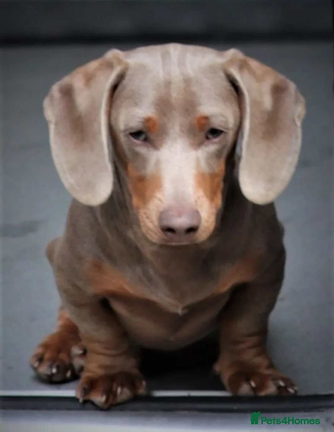 Miniature Dachshund dogs for sale: Kc Reg, Top Temperament, Boy and Girl - Image 5