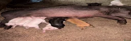 Pig livestock for sale: Sow and litter for sale and in pig gilts  - Advert 2