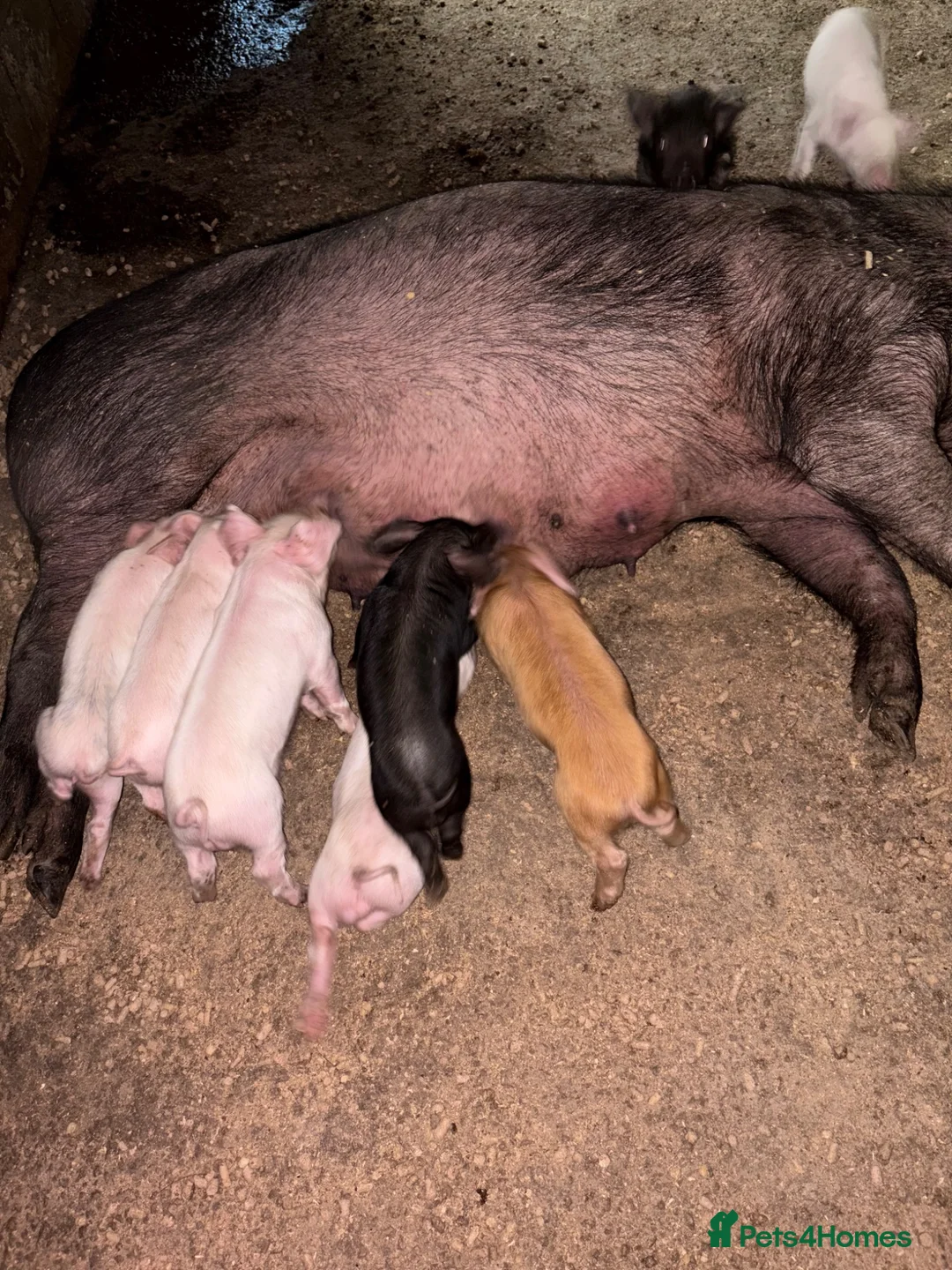 Pig livestock for sale: Sow and litter for sale and in pig gilts  - Advert 2