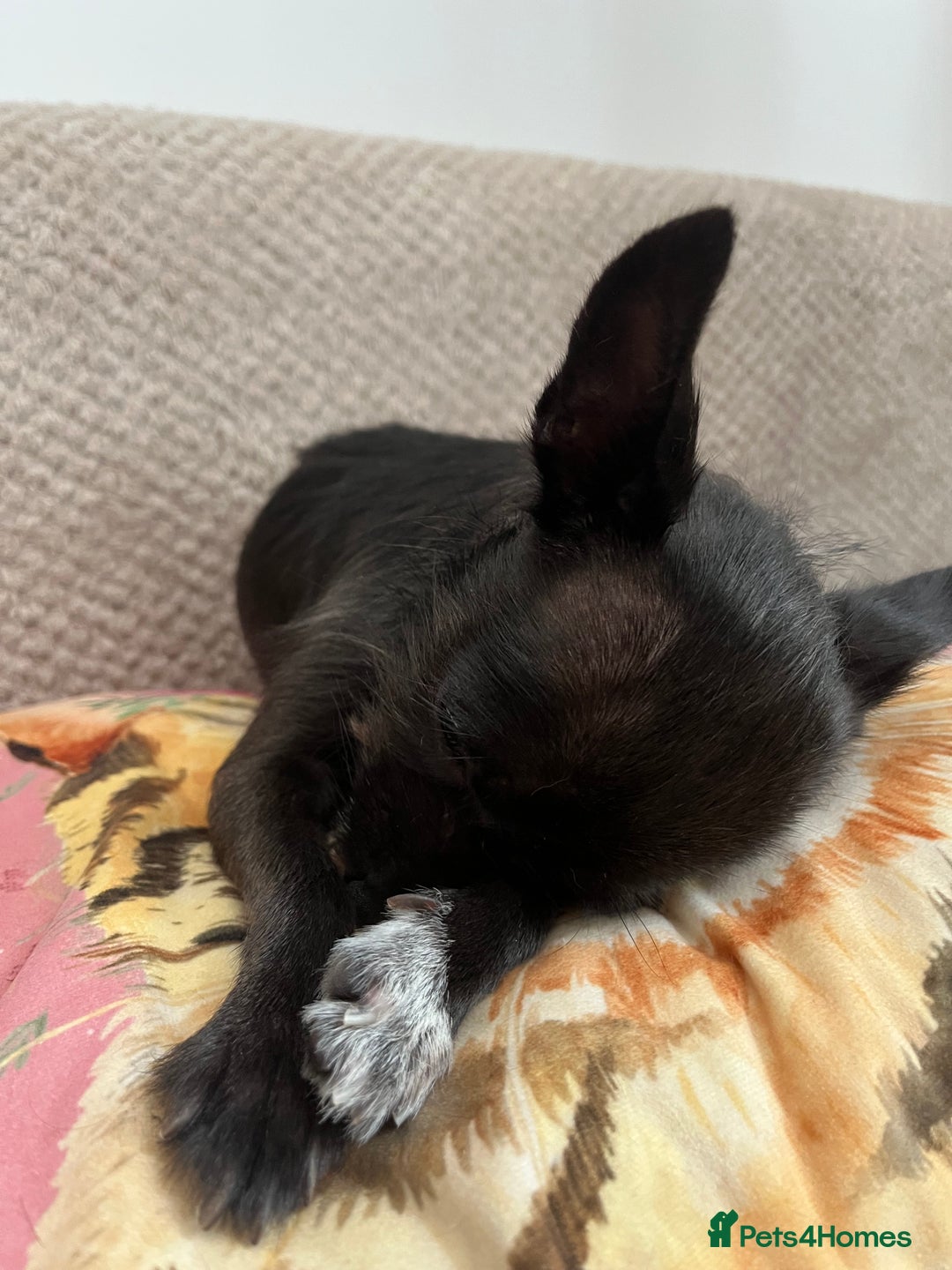 Chorkie dogs for sale: Beautiful chihuahua cross  - Image 4