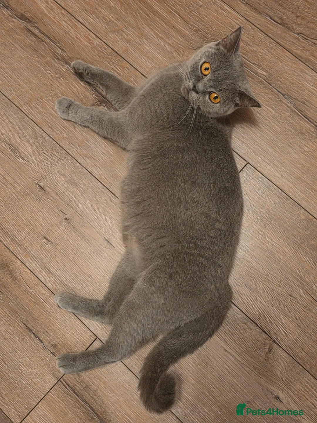 Mixed Breed cats for sale: Mixed race kittens in Uxbridge - Advert 2