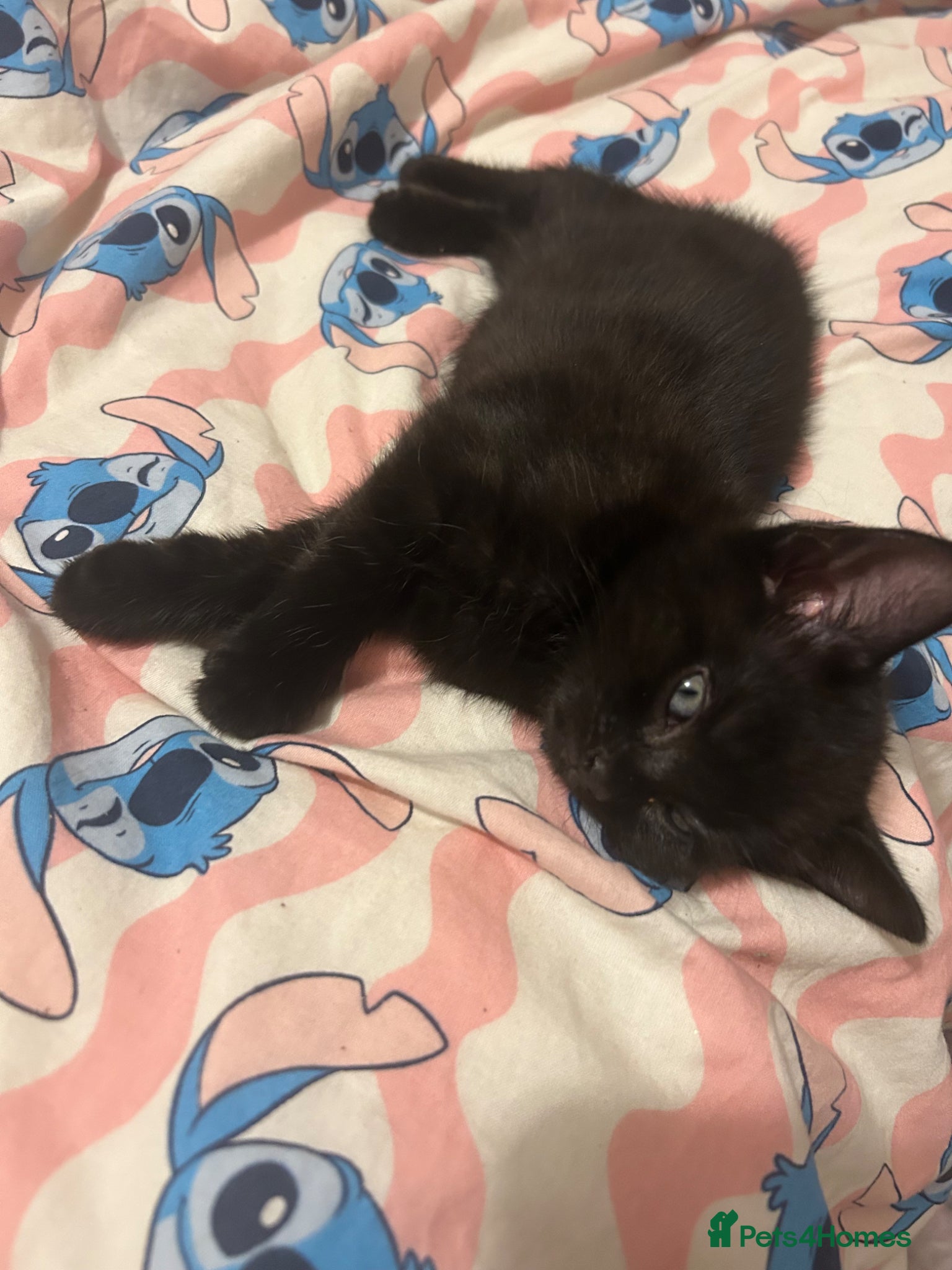 Mixed Breed cats Female kitten ready  - Advert 2