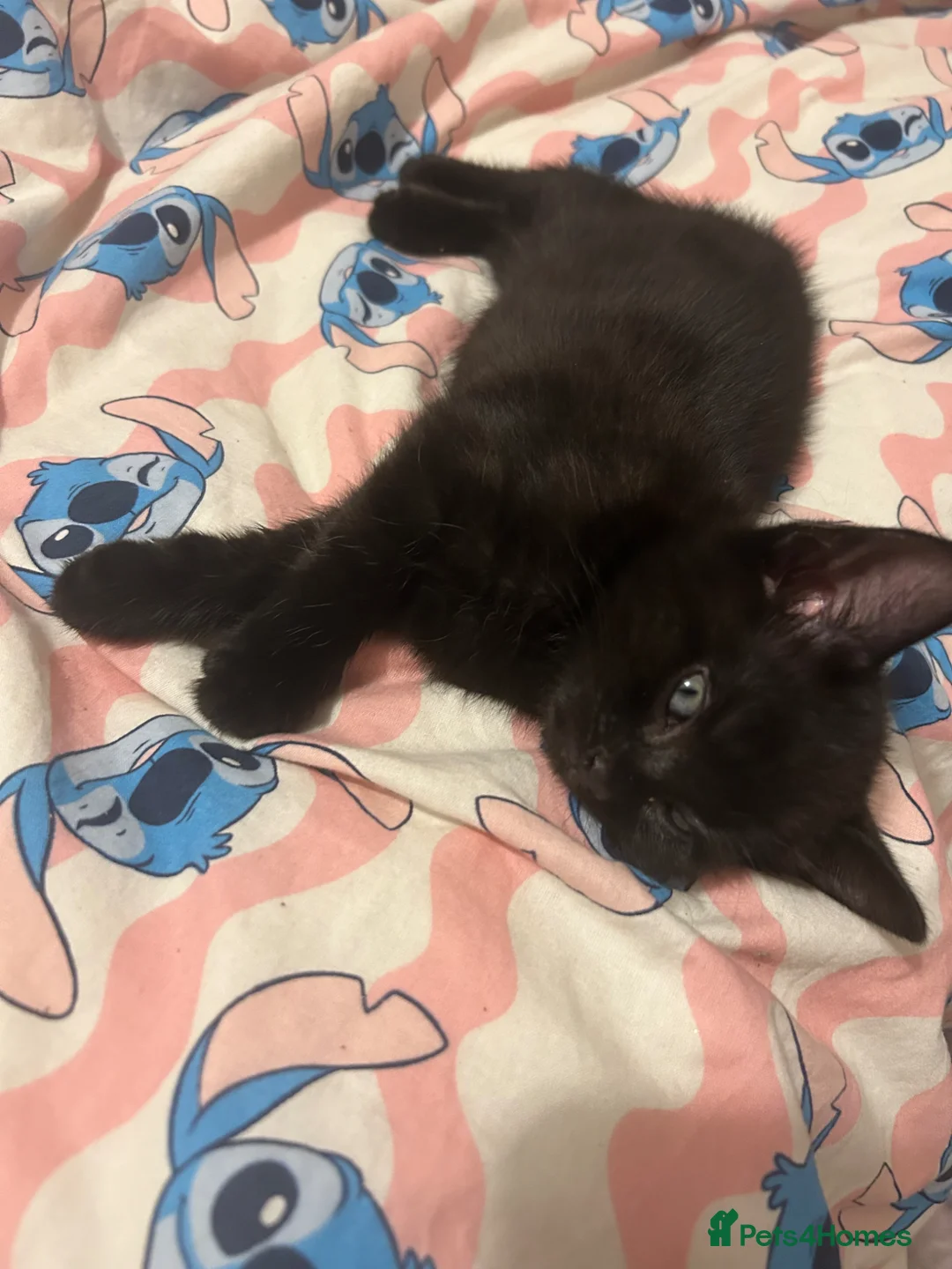 Mixed Breed cats for sale: Female kitten ready  - Advert 1