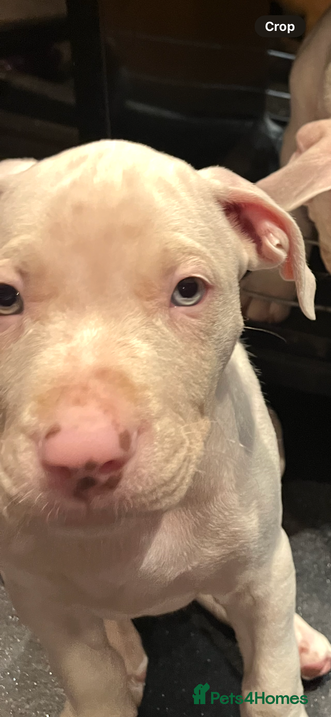 Mixed Breed dogs for sale: 2 white boys available  Ready to leave now - Image 9
