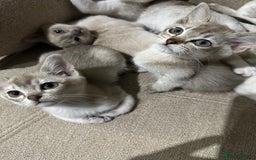 Asian cats for sale: GCCF reg Pedigree Kittens  - Image 5