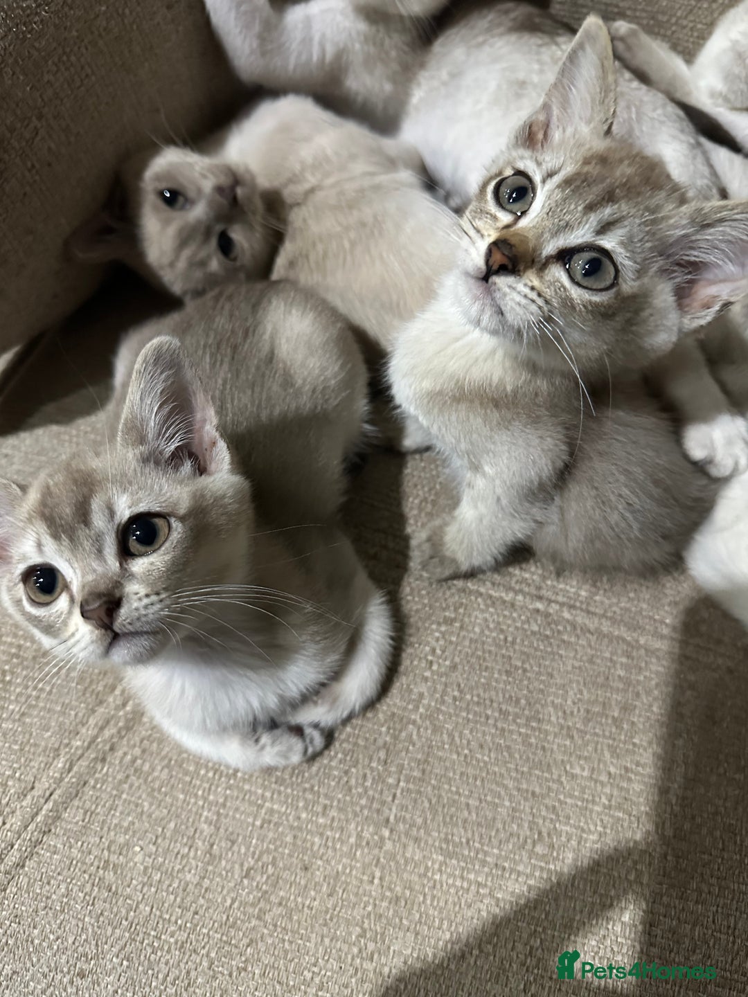 Asian cats for sale: GCCF reg Pedigree Kittens  - Image 5