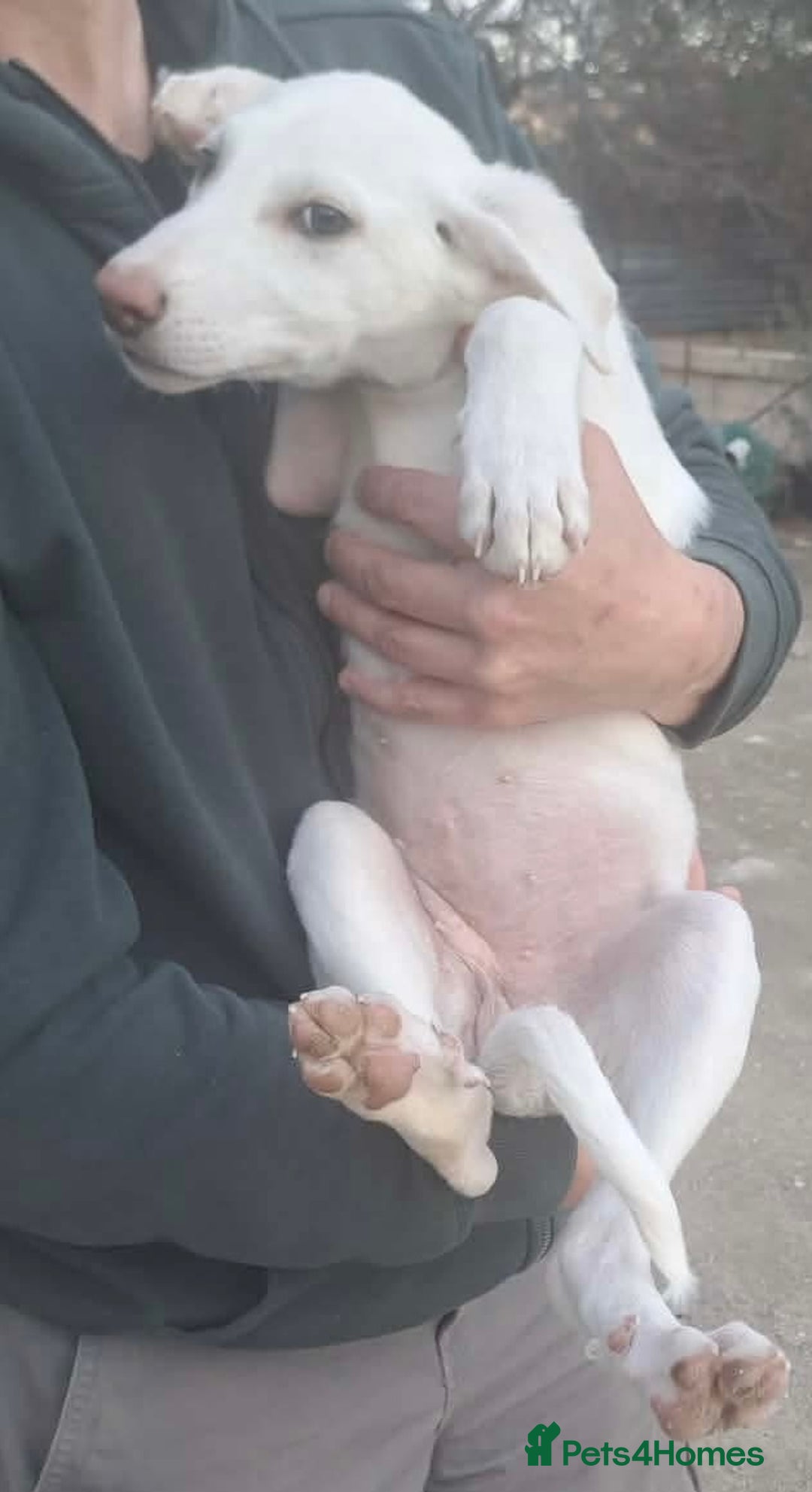 Mixed Breed dogs for adoption: Holly needs a loving home - Advert 3