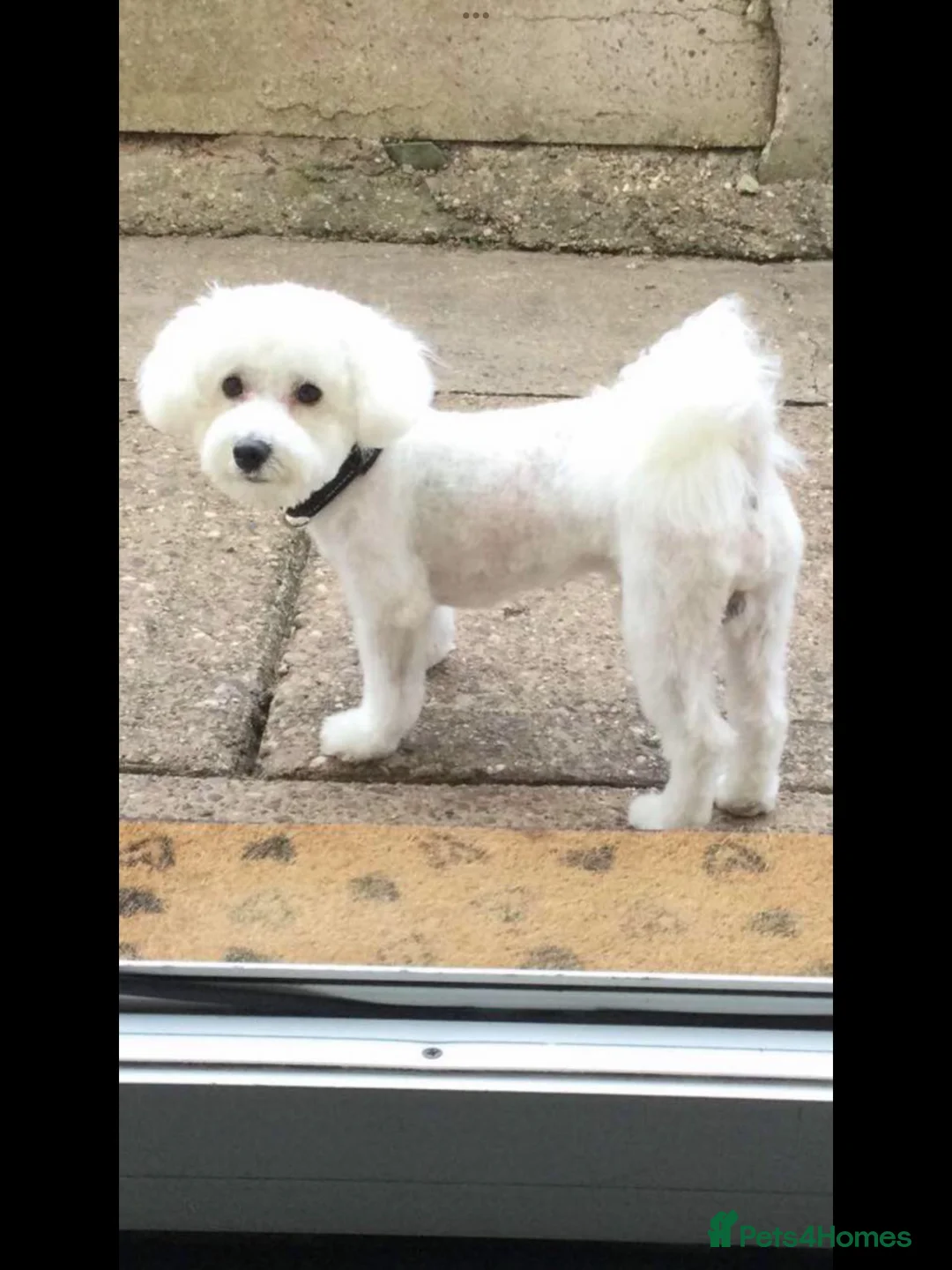 Bichon Frise dogs for stud: Bichon frise for stud  in Atherstone - Advert 8
