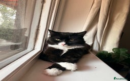 British Shorthair cats for sale: 2 Male Cats, Aged 2 and 8 months - Image 8