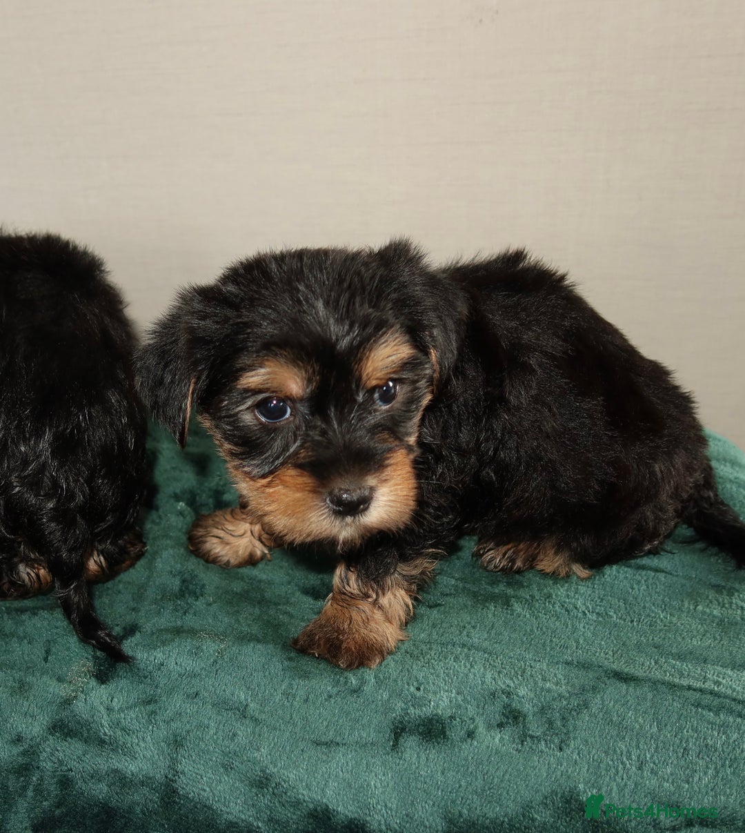 Yorkshire Terrier dogs for sale: Yorkshire terrier puppy’s 🐶  - Advert 3