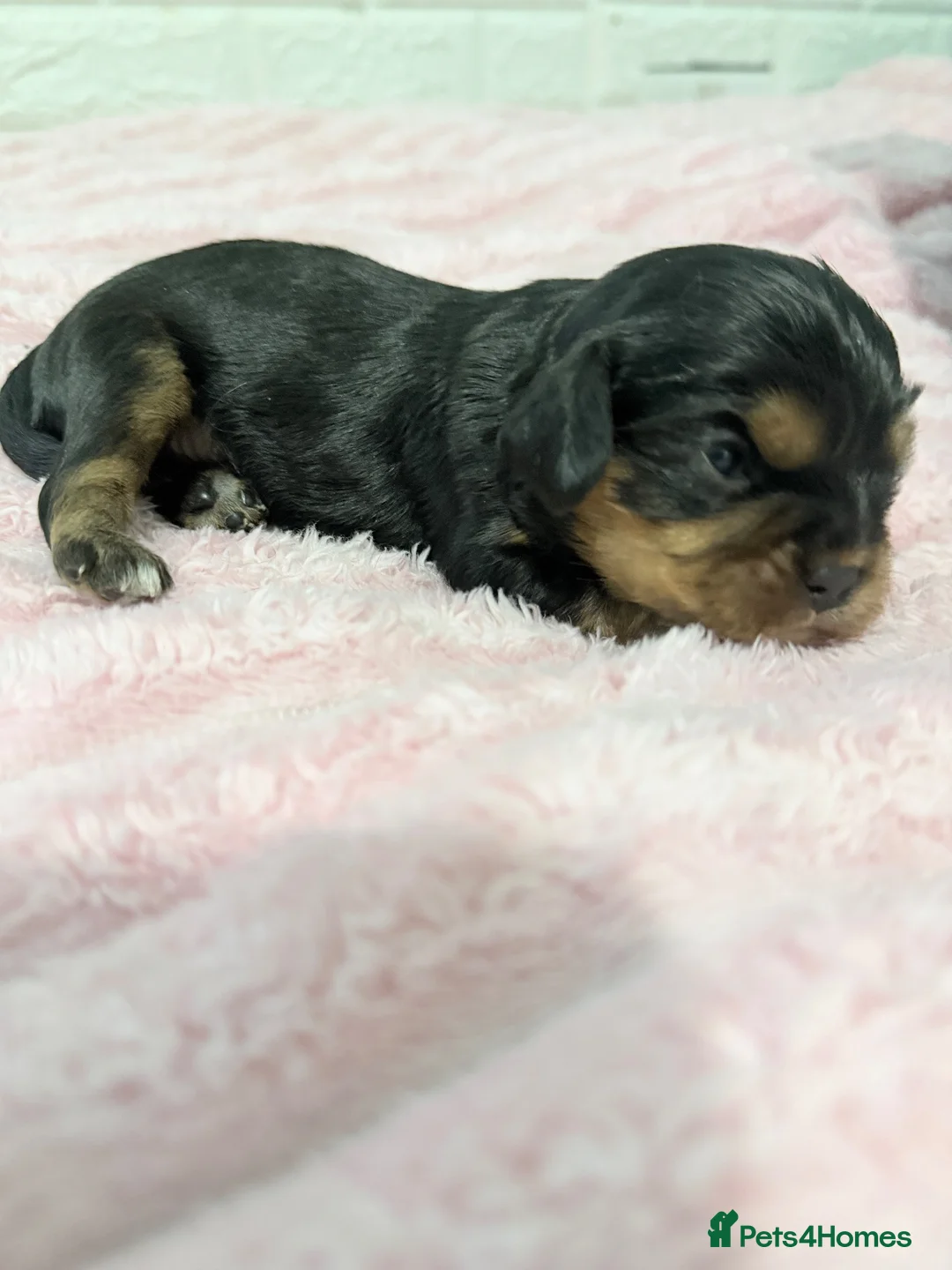 Cavalier King Charles Spaniel dogs for sale: Tri coloured and Black and Tan cavalier puppies  - Advert 13