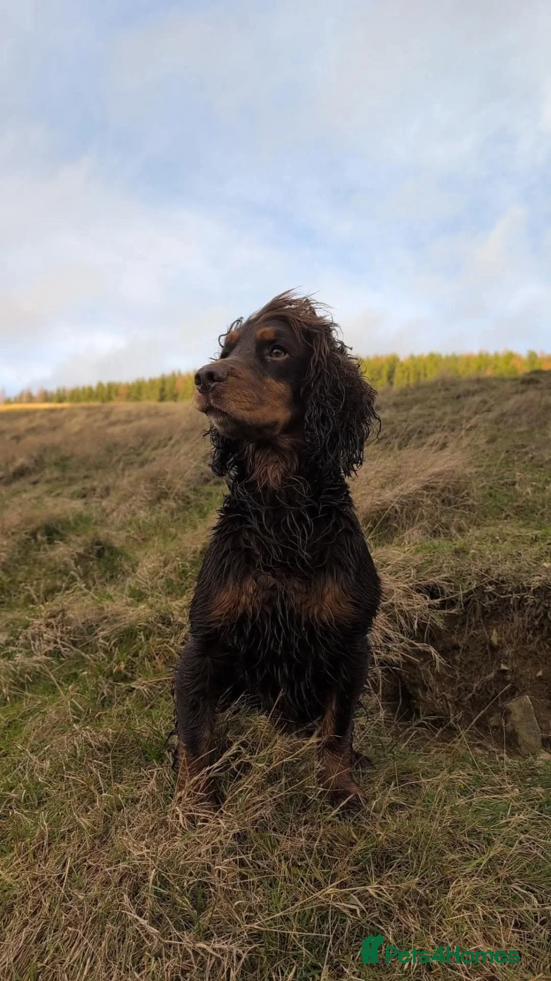 Cocker Spaniel dogs for stud: Cocker Spaniel at Stud in Aboyne - Advert 6