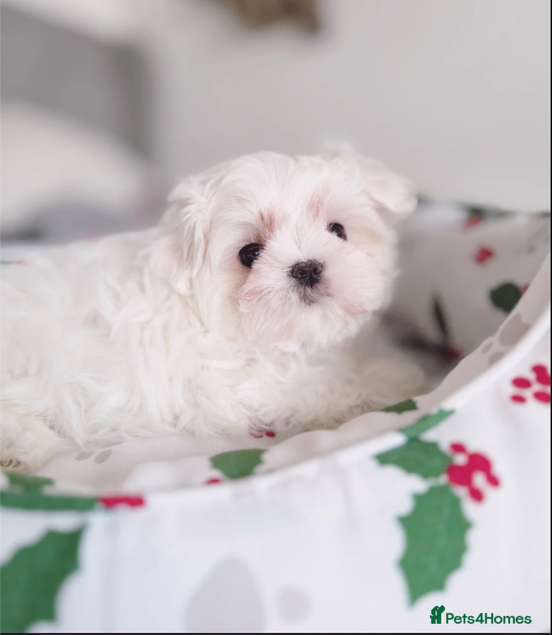 Maltese dogs for sale: ✨stunning full Korean maltese girl 🧬 tested✨ - Advert 8