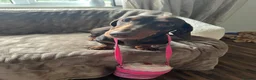 Miniature Dachshund dogs for sale: Miniature Dachshund  - Advert 3